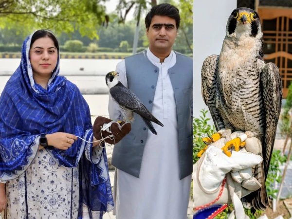 پشاور سے کراچی نایاب فالکن کی اسمگلنگ کی کوشش ناکام؛ پنجاب میں 2500 سے زائد پرندے بازیاب! 🌲🇵🇰